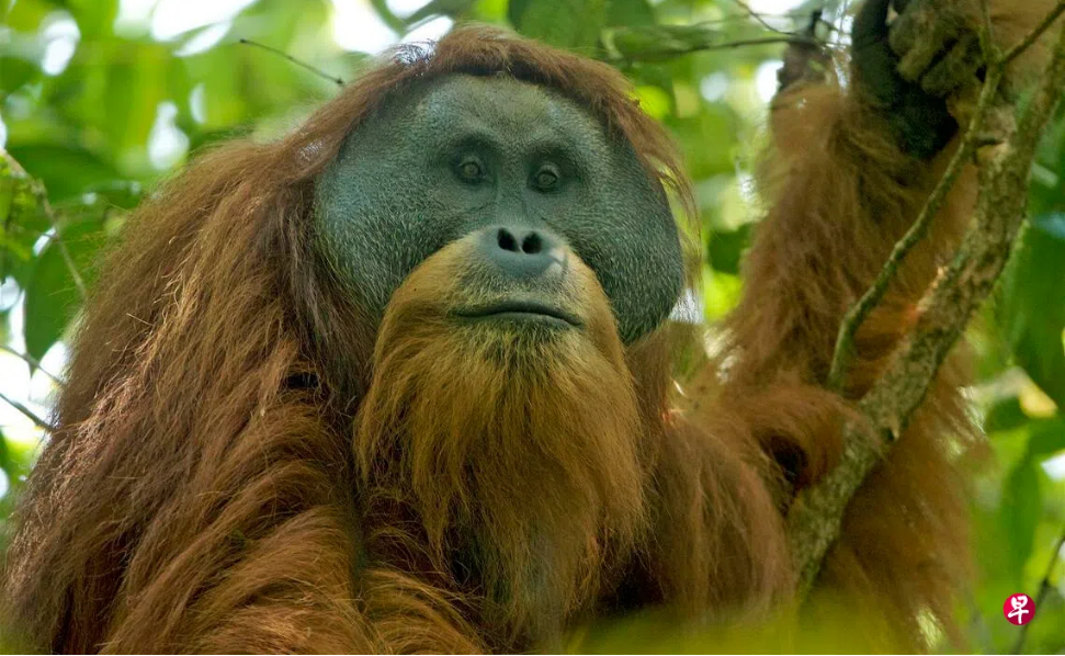 印尼洪灾灭绝栖息地 最濒危红毛猩猩生存堪忧