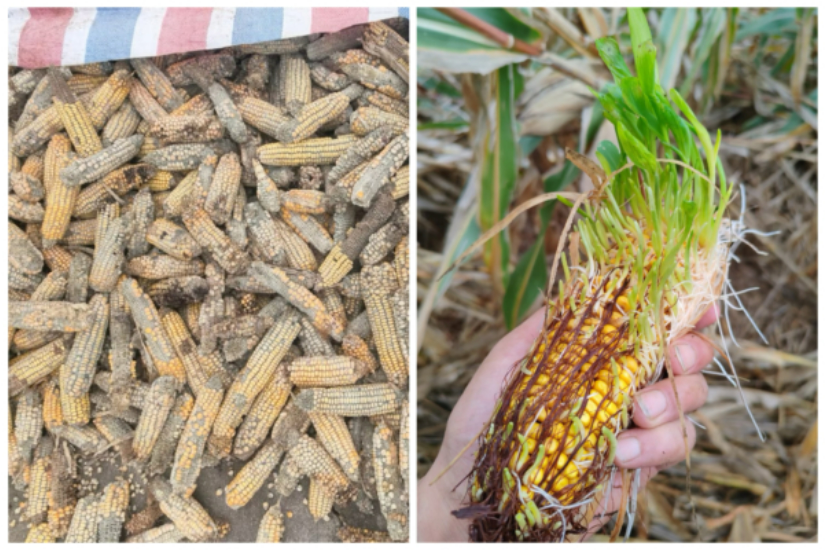 大陆多地连阴雨致农灾 霉变秋粮恐流向市场